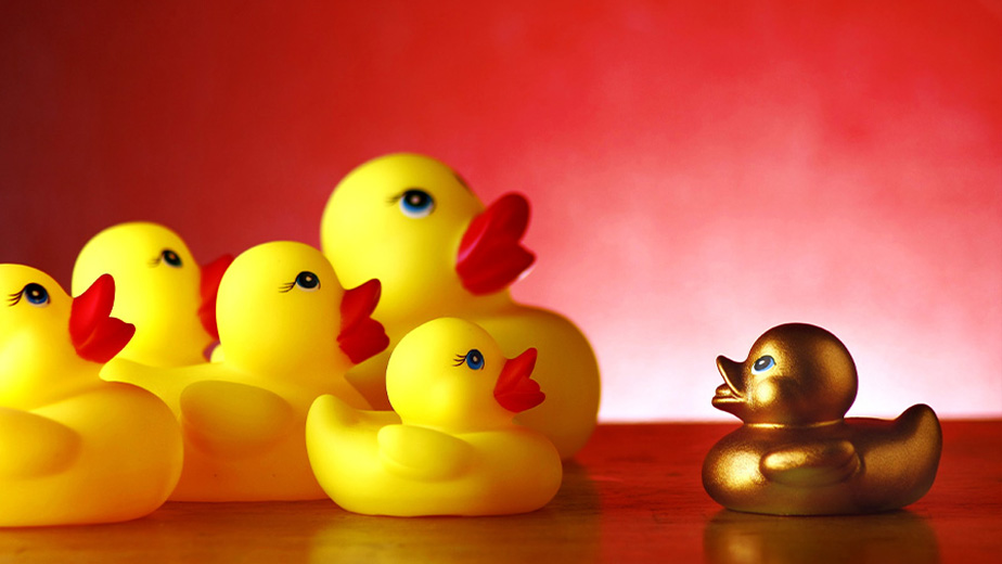 A group of rubber duckies some are yellow and one is painted gold